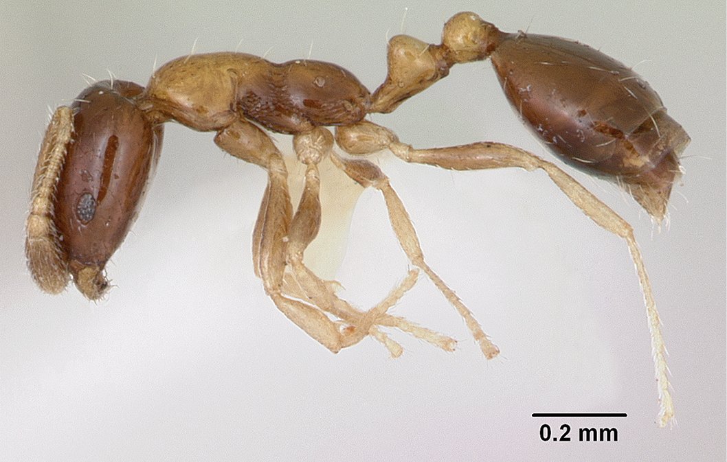After reviewing available literature, identifying over 382,000 specimens from different collections, and running field expeditions, this team of researchers has compiled a list of the known ant species of the Galápagos Islands: doi.org/10.3897/zookey…