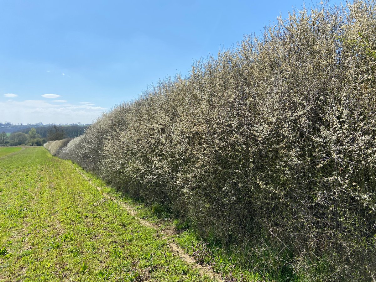 With hedgerows bursting into life across the farmed landscape, a nice piece on hawthorn and blackthorn from our friends at @WoodlandTrust 🌳🌸🍒🫐 woodlandtrust.org.uk/blog/2019/04/h…