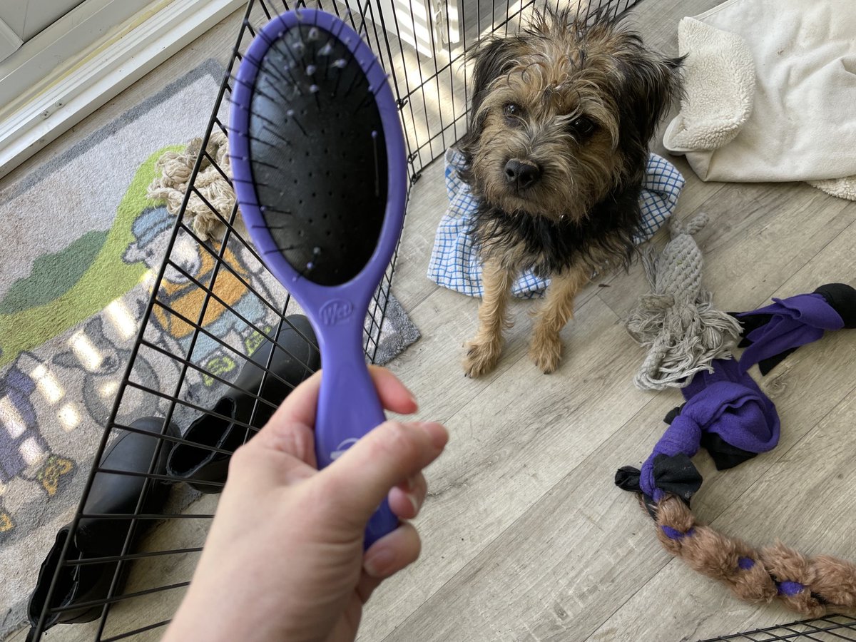 Been meaning to clean out my hairbrush… just not quite in this way…stolen off the bed & disappeared in a flash into garden whilst mid flow discussion point on Teams call 😬 #BTPosse #DogHouse #Benedict ⁦@revdlouisjj⁩