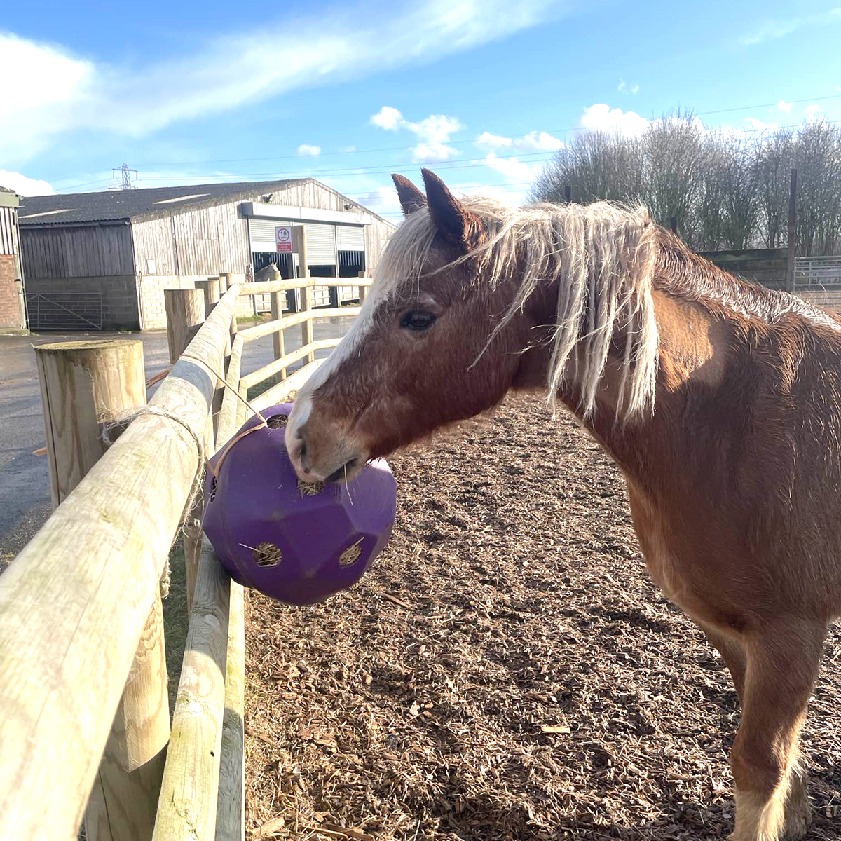 Ginge this morning, enjoying his hay ball as part of his herds enrichment.

Enrichment provides mental stimulation for equines in their fields and stables which help with their overall health well-being.

#horsesofinstagram #rescuehorses #animalcharity #animalwelfare