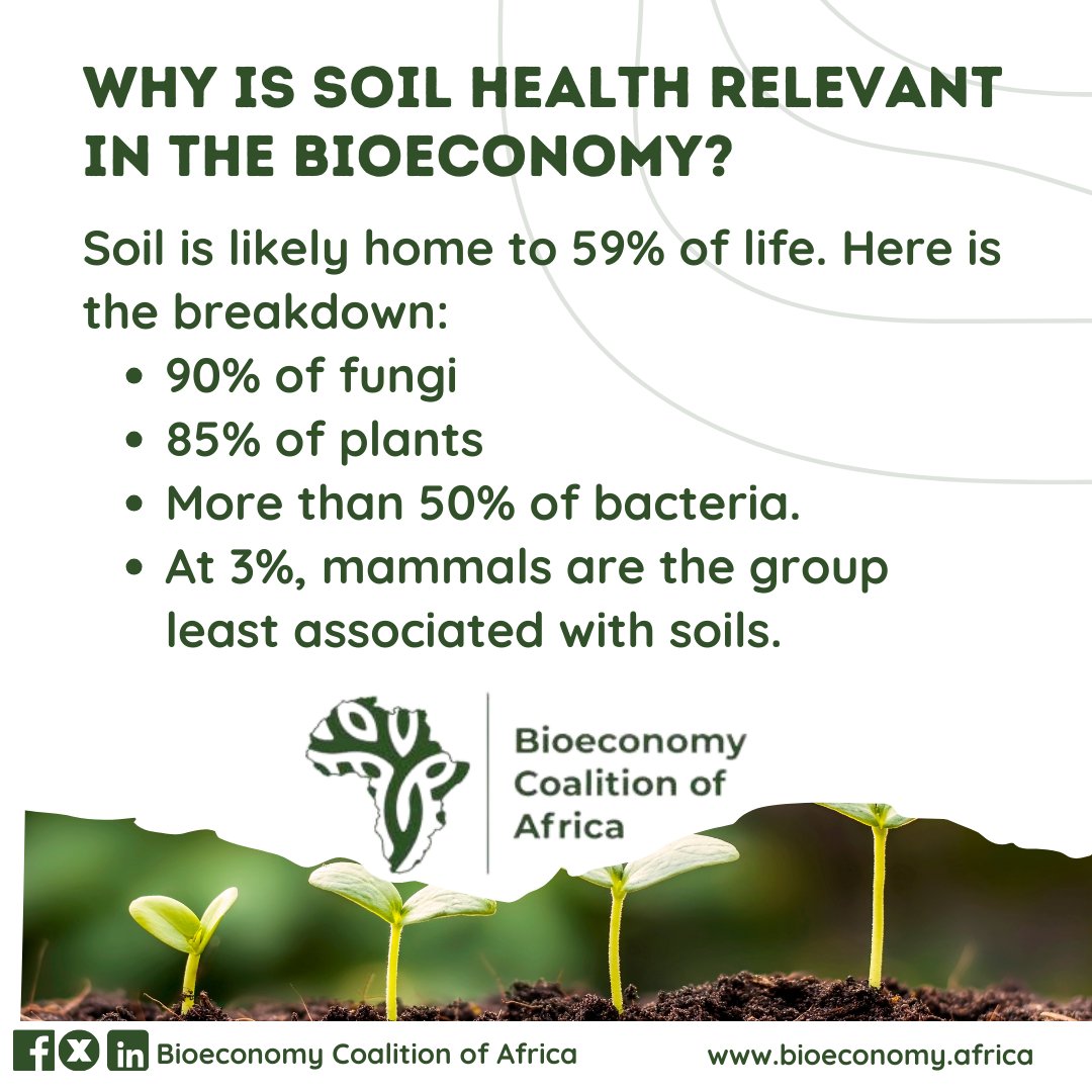 Soil is home to more than 50% of life on earth. 🌱🌱🦠🐀 Ensuring the good health of the soil could be key to unlocking the potential of the #bioeconomy globally. #SoilHealth