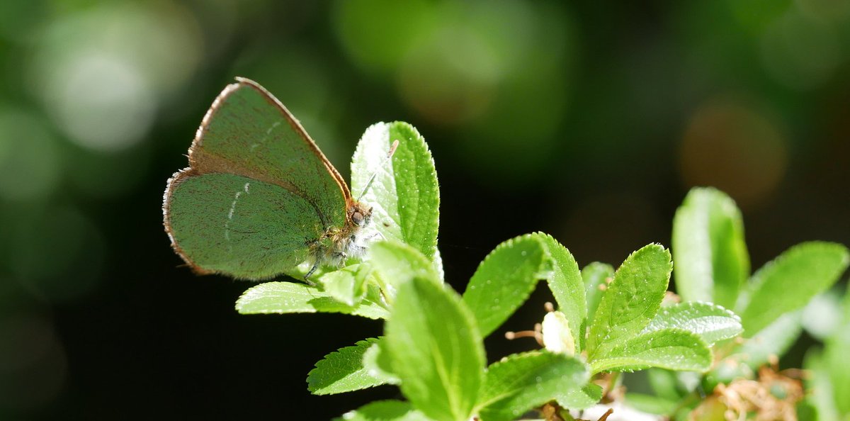 Callophrys avis now flying in Catalonia. Looks like a Green hairstreak (C rubi), but with orange eye-shadow.