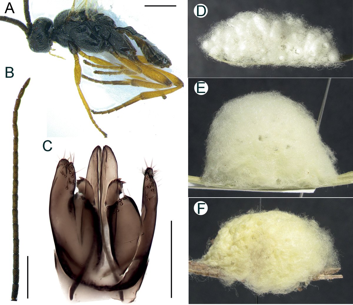 An investigation into the relationships of Western Palearctic and Nearctic Cotesia wasps that spin aggregated cocoons in the shape of a ball, with the description of one new species: doi.org/10.3897/jhr.97…