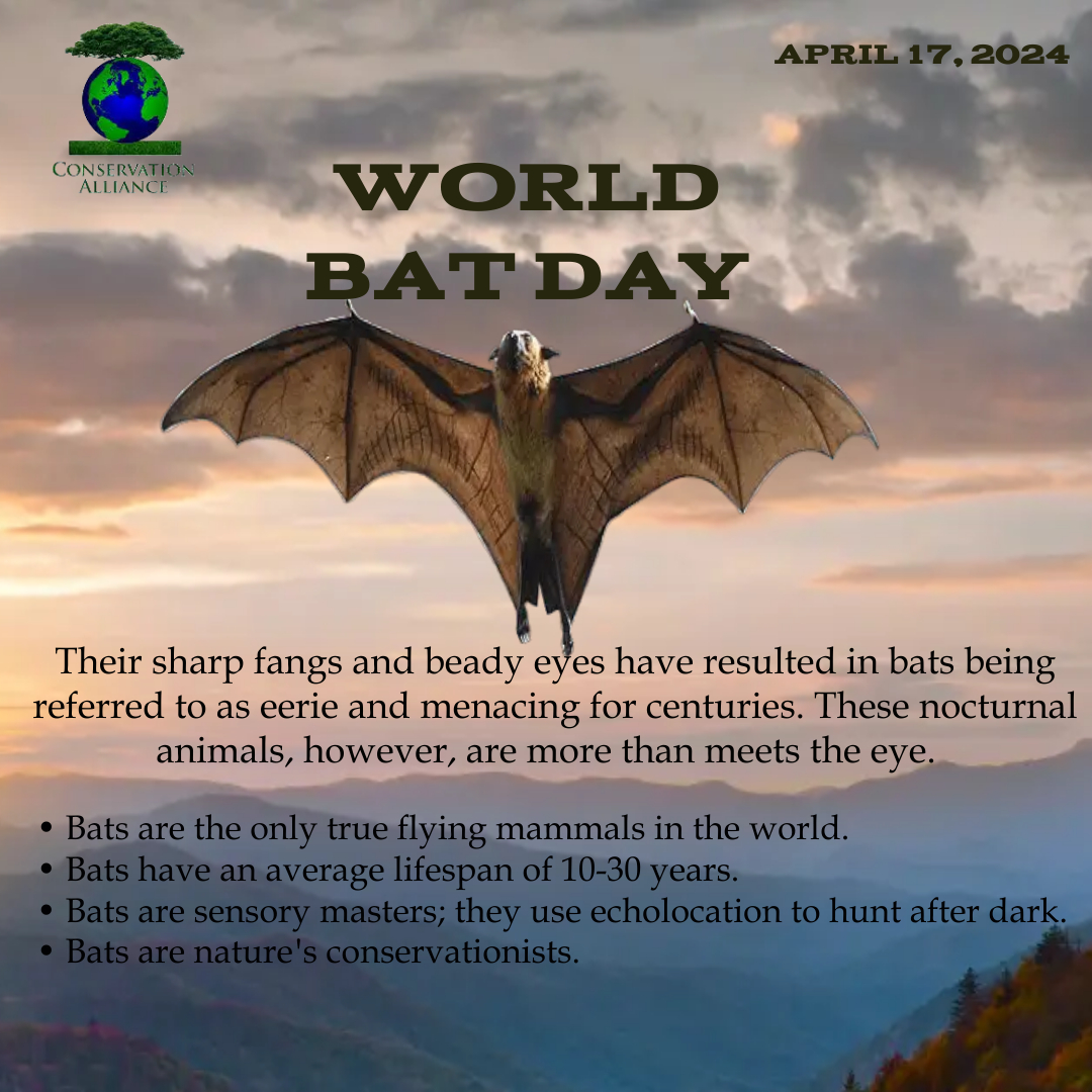 conserveallianc's tweet photo. Misconceptions
'Vampire' bats do not feed on humans but primarily feed on cattle. 
Bats are not nefarious creatures as they are normally portrayed to be but are actually altruistic.
#HenryFitz Cecelia Dapaah Dubai https://t.co/sRGkhHBCS4