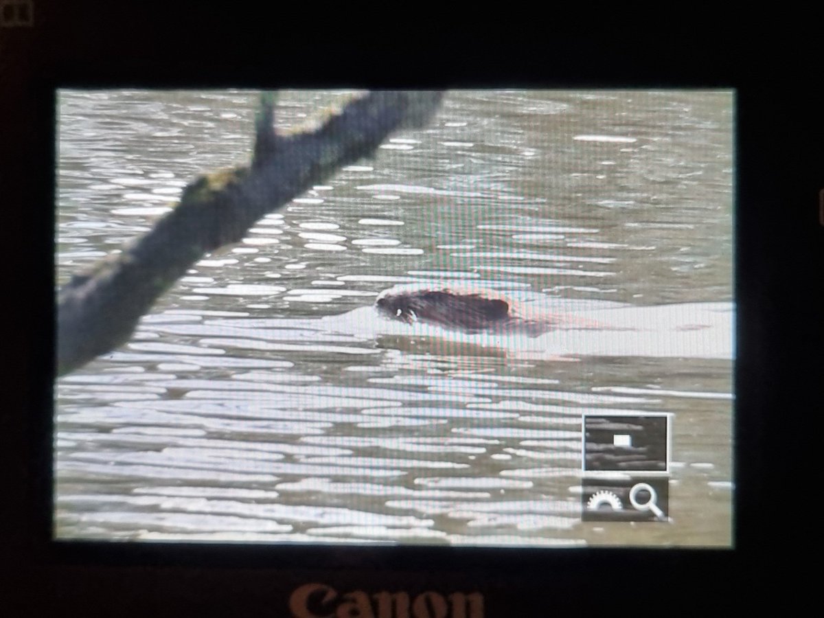 3 common sandpiper (up from 1) the only sign of migration during a 45 min interdeluge mid-AM #dpwc2024 turbo visit. Still, a trio of adolescent beavers crossed the canal during an ephemeral glimpse of sunshine. Which was nice... @PatchBirding @dutchbirding