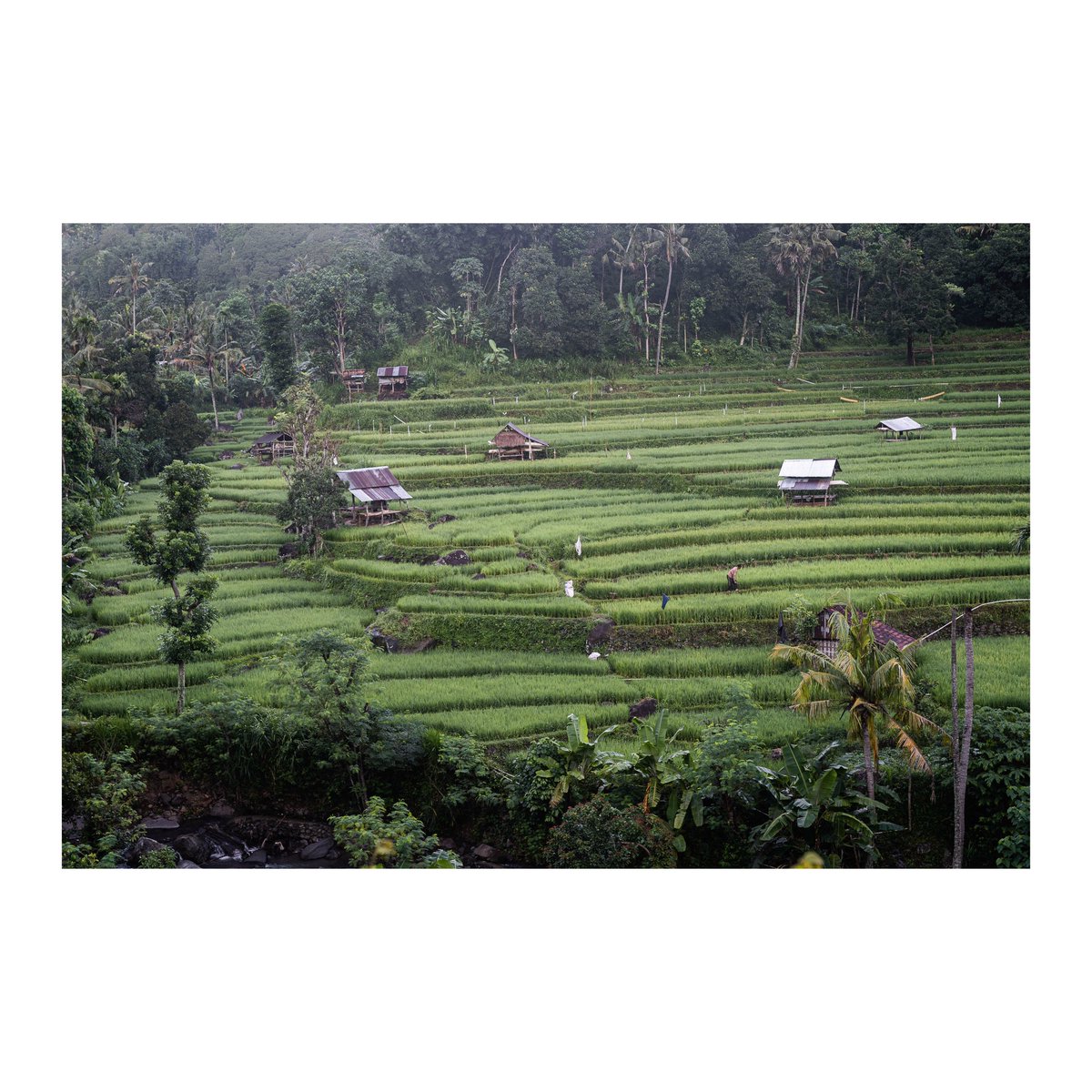 On the rugged west coast of Bali, I toured the storied jungle expanse on a small, bright red bike. As the sun stirred on the horizon, people were already hard at work. I spoke with many locals and farmers and I gained a massive respect for the incredible people of Indonesia.