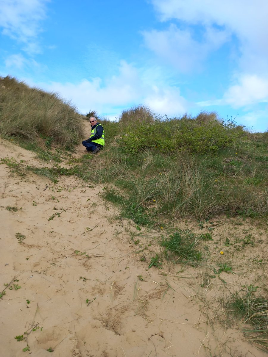 The weather was a little kinder yesterday, so the team found themselves back on the dunes at Gunsites, continuing the clearance of invasive Elm, and litter picking after the big storms of last week.