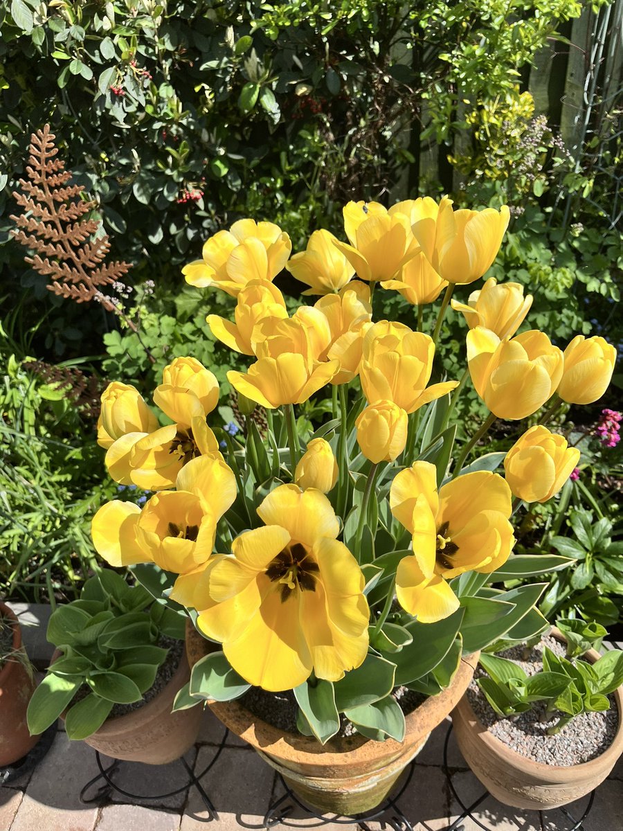 Tulips Jaap Groot in the sunshine. #gardening