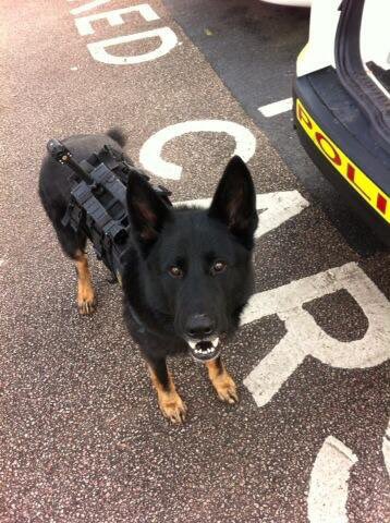 RPD_Logan tweet media