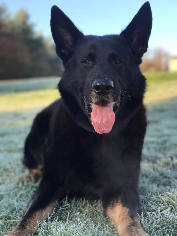 RPD_Logan tweet media