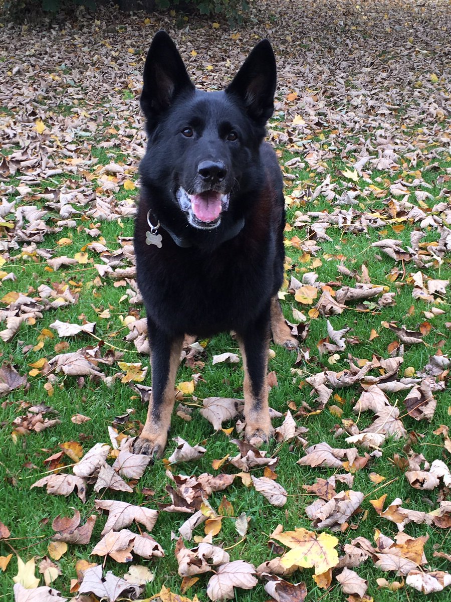 RPD_Logan tweet media