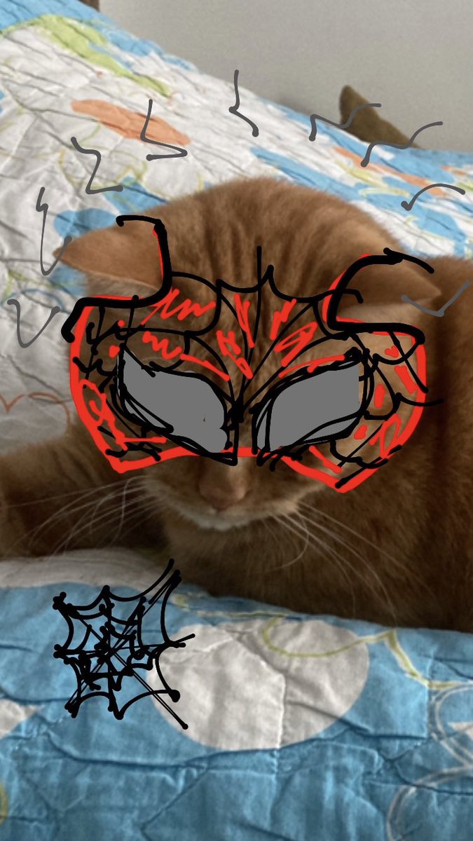 spidercat pasa