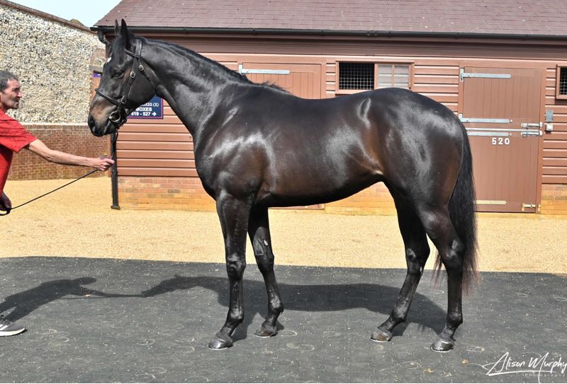 paulbirchall91's tweet photo. Selling this evening from @Chthoroughbreds at @Tattersalls1766 a cracking son of Mohaather X Memoria (Teofilo) 
@Shadwell_EU @ShadwellRacing https://t.co/kIK9FIUVld