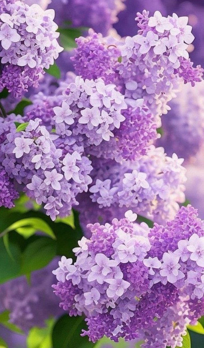 💜🤍🌸 İ wish everyone a wonderful Wednesday Lilac Time 💜🤍🌸