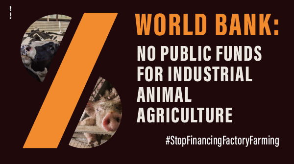 The @WorldBank still uses PUBLIC MONEY to fund Big Meat & Dairy🚨 Financing factory farming contradicts any commitment to transition to sustainable food systems. And you want your taxes to fund this? Sign the petition and #StopFinancingFactoryFarming👇🏼 bit.ly/WBpetition