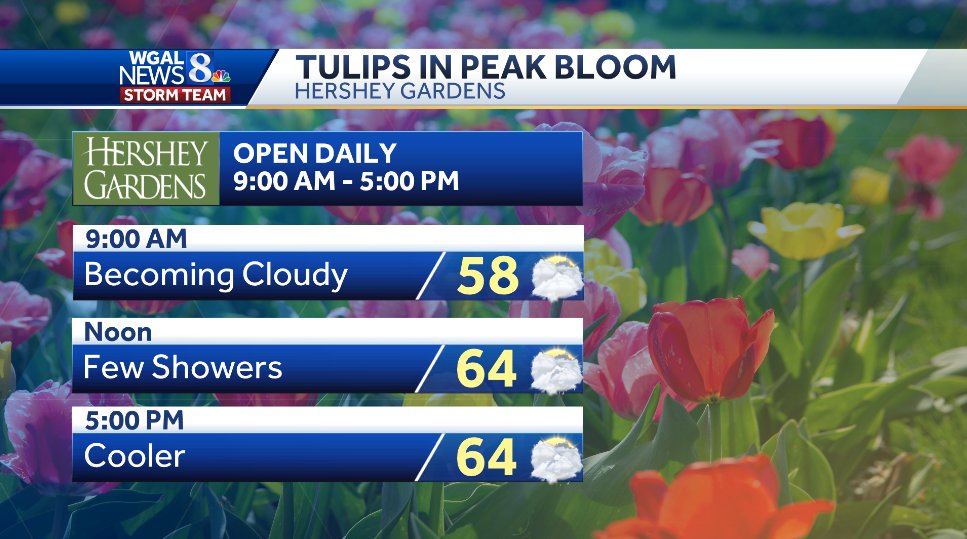 🌷 TULIPS IN PEAK BLOOM
Don't let a few showers deter you from visiting @hersheygardens today! Temperatures will be cool and comfortable, with light winds. Hours: 9 AM - 5 PM. #HersheyGardens #Hershey #HersheyPA #Tulips