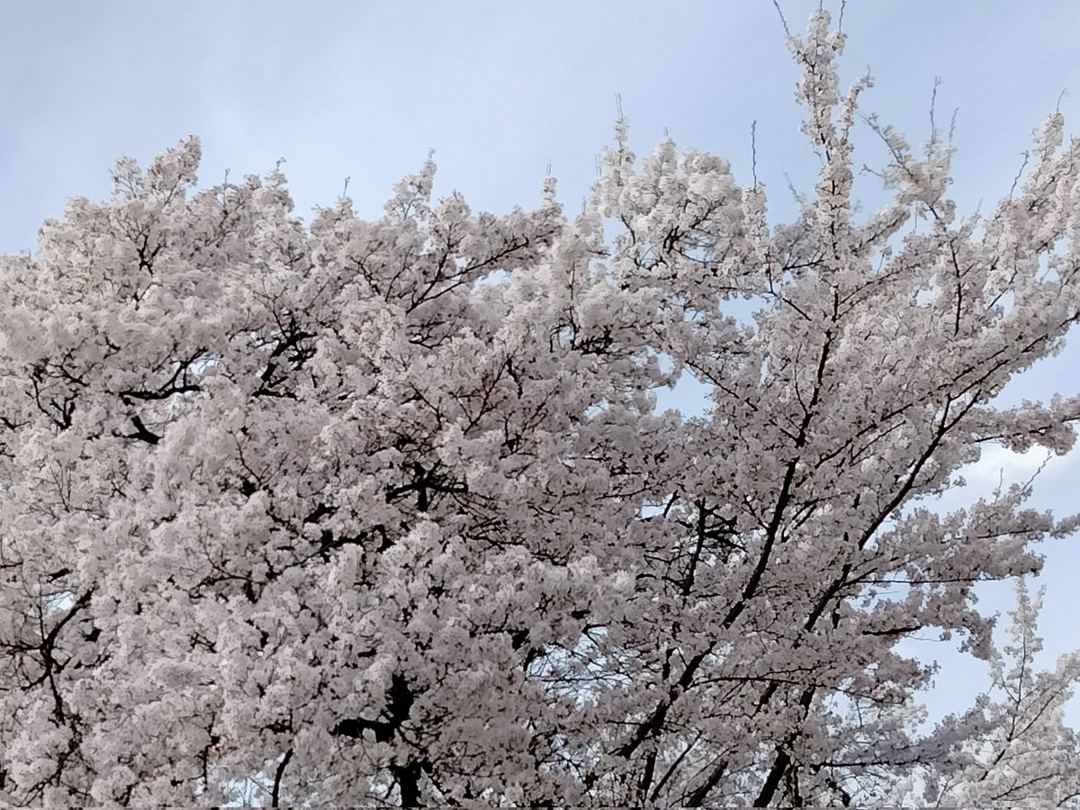100万円をかけて桜を見に来る海外の方がいる、とニュースでやっていました🌟

富豪の遊びですか😳🌸❔

桜✨きれいですもんね✿ﾟ❀❀.ﾟ✿

日本の桜が世界に認められている🌸✨

嬉しいなぁ( *´꒳`*)🌟
カンパーイ🍻

#インバウンドって言いたいだけ
#海外の方々とすれ違います