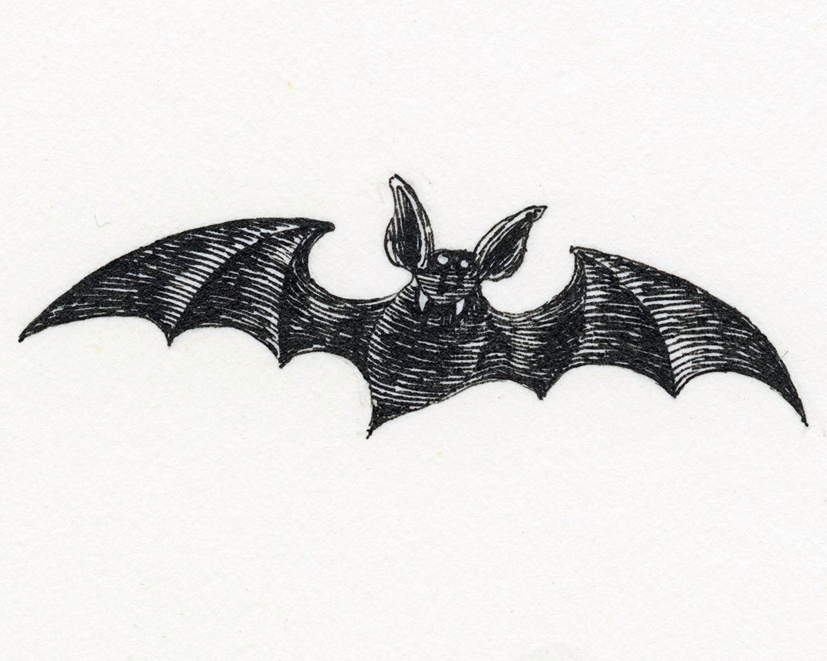 Happy International Bat Appreciation Day! Keep your eyes peeled at sunset: April is a great time of year to spot some bats as they emerge from hibernation. 🎨 'Vampire bat' by Edward Gorey from Dracula: Toy Theatre. #InternationalBatAppreciationDay