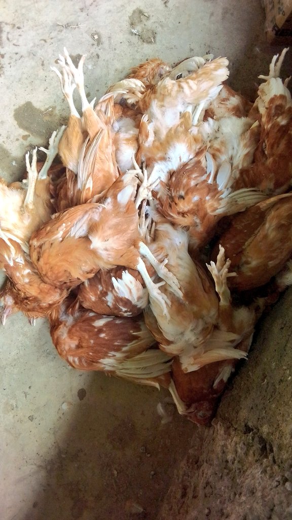 During vaccination yesterday 27 birds died due to stampeding, I was so pained  😔
Stampede is one of the major causes of high mortality  in chickens 
Dear poultry farmer watch out for my next post on stampede prevention tips for poultry farmers
#poultryfarming
#youngfemalefarmer