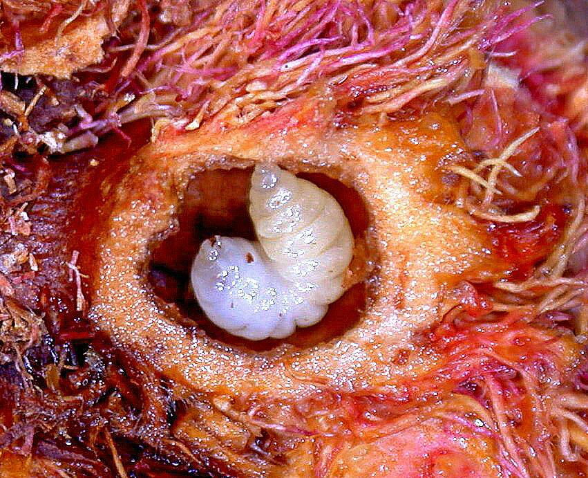 Gall of the week is a sectioned Diplolepis rosae showing a larva in one of the cells. Properly known as the bedeguar gall, not the mossy rose gall, found on roses, Rosa spp. Photo by Joe Shorthouse.