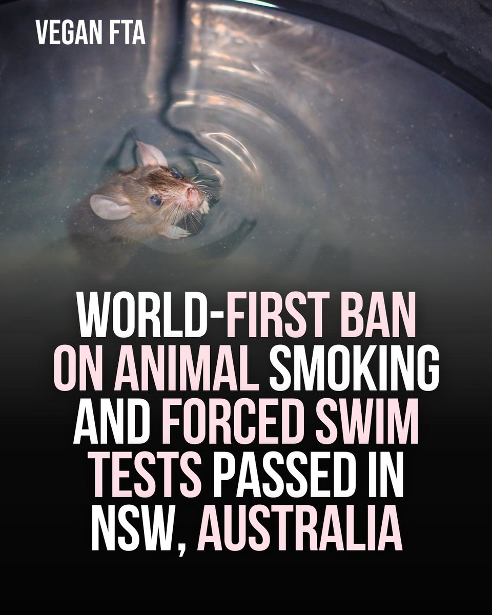 World-first ban on animal smoking and forced swim tests passed in the Australian State of New South Wales. 👏

👉️ Read more: veganfta.com/2024/03/23/wor…

#animals #animaltesting #australia #newsouthwales #vegan #vegannews
