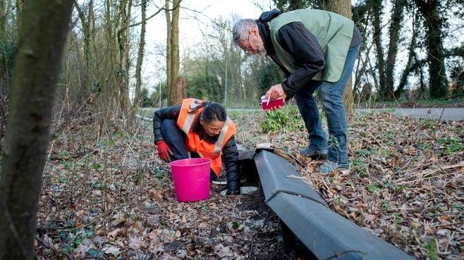 Meeste padden doodgereden op Velserenderlaan. Vrijwilligers zetten 3153 amfibieën over #ijmuidercourant ijmuidercourant.nl/cnt/dmf2024041…