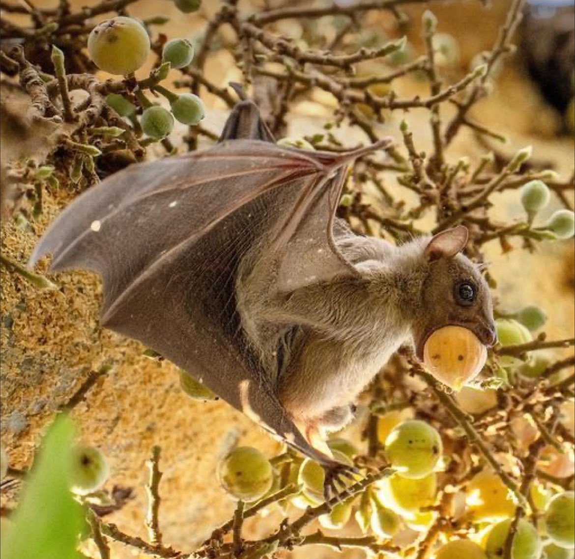 #DYK Bats are often misunderstood and cloaked in myths, they are fascinating beings that play key roles in pollination, insect control, and seed dispersal. Conserve Nature Today 🪴♻️ #ActForNature #WhatHasChanged @WWF @UNBiodiversity @theGEF @PACJA1 @FMEnvng @CSDevNet1