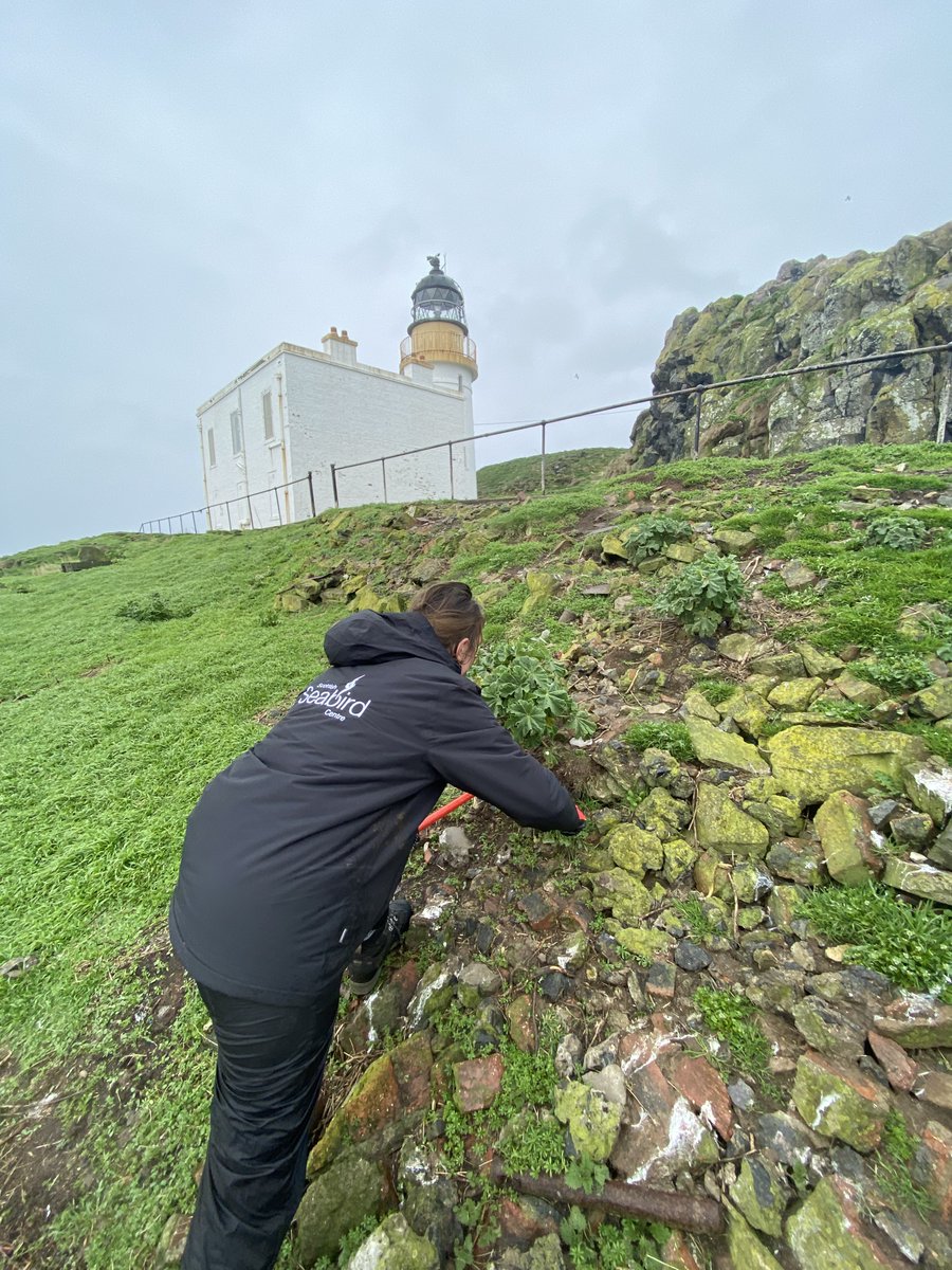 That's a wrap!🎉 Another season of #SOSPuffin came to a close on Sunday. Thank you to all of the volunteers who gave up their time to help us clear tree mallow🌿on the islands, especially to those who joined us in the rain🌧️ #charity #conservation 📷©️Jamie McDermaid