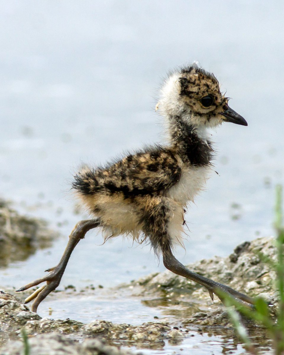 Lord grant us the confidence of a lapwing chick that hatched literally hours ago