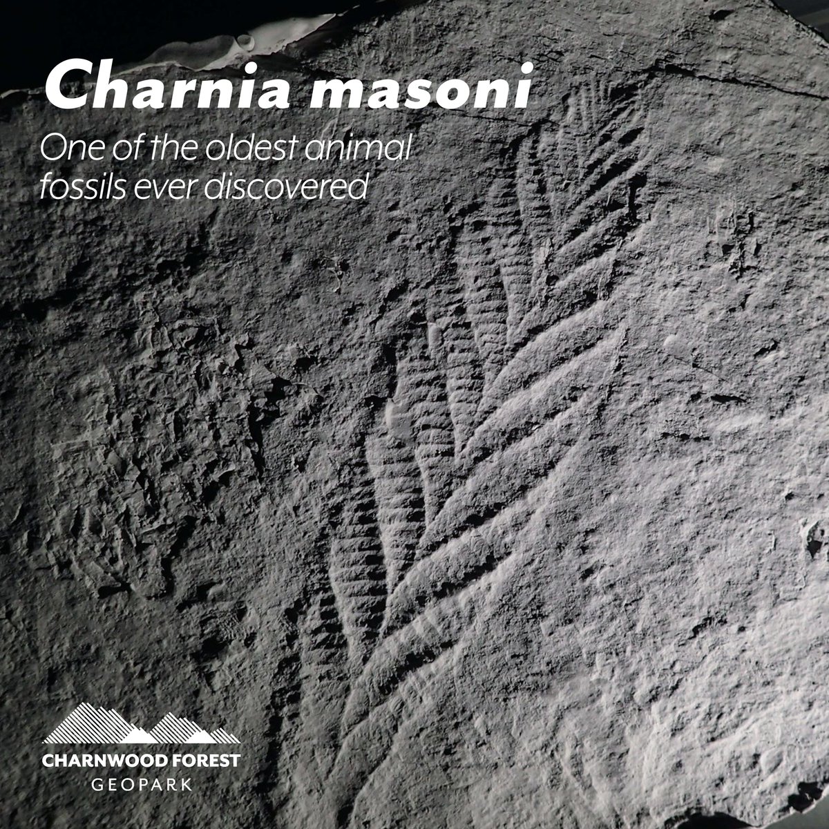 🤩 Charnia - first discovered in Charnwood Forest - is one of the oldest animal fossils ever discovered. 🕰️ It lived more than 560 million years ago, during a period known as the Ediacaran. 💬 (That's Ediacaran pronounced ee-dee-AK-a-run)