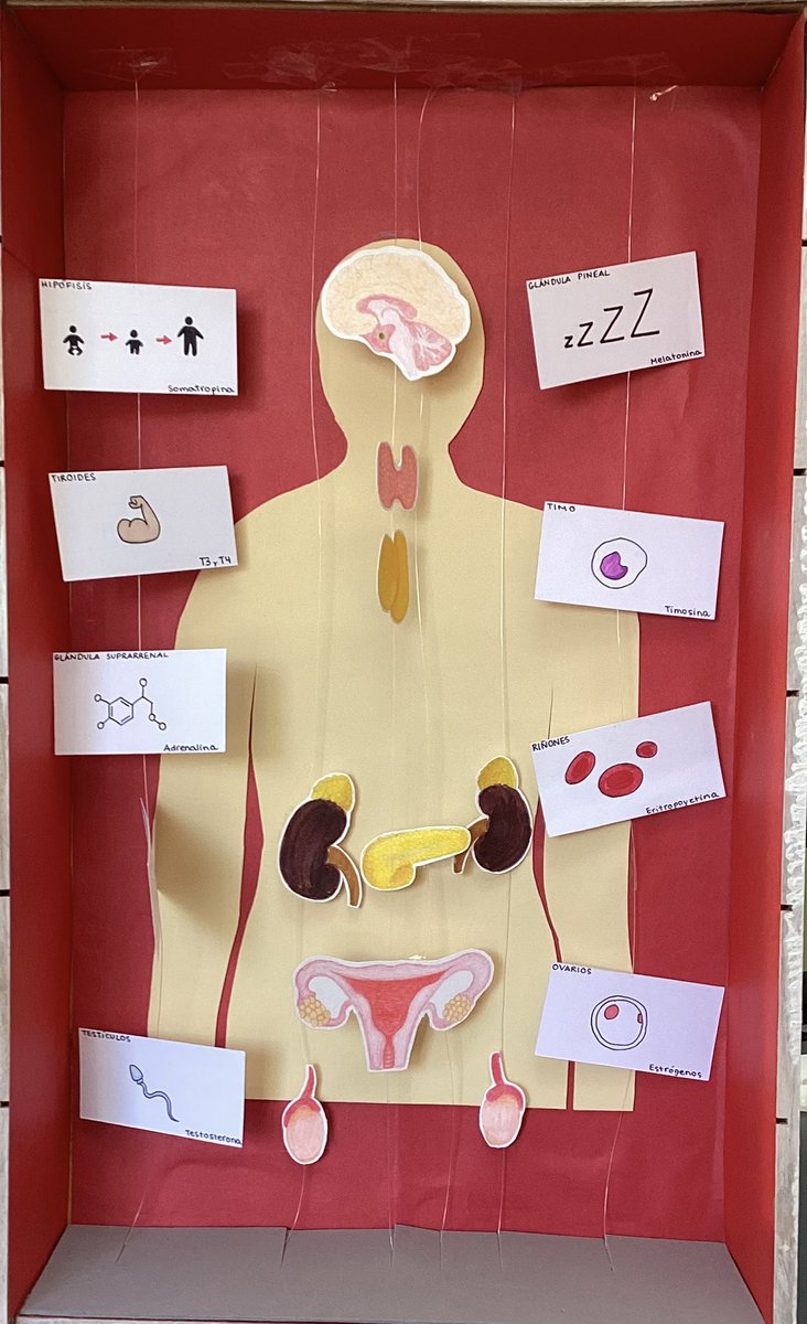 Ana Guirao tweet media