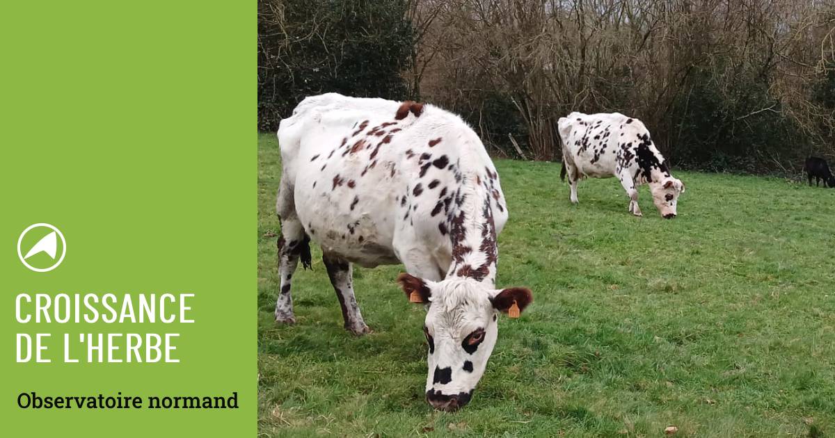 ✅ Forte hétérogénéité dans les croissances observée la semaine passée avec des valeurs variant de 15 à 100 kg MS/ha/jr pour une moyenne normande de 42 kg MS/ha/jr. 🌱 Les hauteurs d’herbe d’entrée et moyennes sont élevées pour beaucoup d'élevages. 👉 bit.ly/3vYWlLV?utm_so…