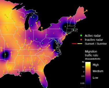 No bird migration around DC metro last night. It is like they are avoiding our disfunctional Congress. Birds know.