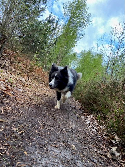 Action shot. 
#writingcommunity #amwriting #booktwitter #bookx
#bordercollie #colliesoftwitter #lovecollies #authordogs #xdogs #xcollies #readingcommunity