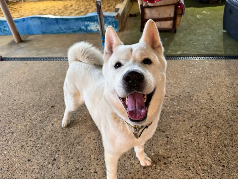 Please retweet to help Nanook find a home #SNETTERTON #NORFOLK #UK 🔷AVAILABLE FOR ADOPTION, DOGS TRUST, REGISTERED BRITISH CHARITY🔷 Friendly Akita aged 8+, found as a stray. He is looking for a home as the only pet where any children are aged 12+. DETAILS or APPLY👇…