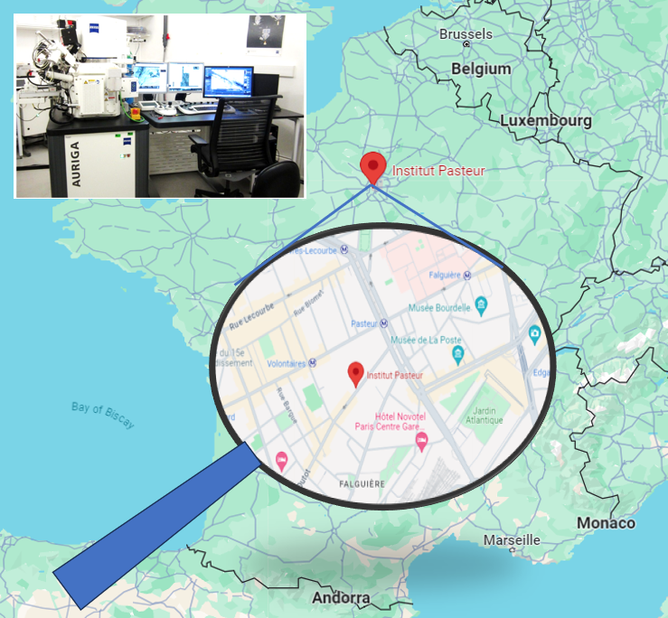 🔎🌏🧭#volumeEM facility found in @institutpasteur with #FIBSEM; #ssTEM; Single beam array tomography (#sAT); Website ⬇ research.pasteur.fr/fr/team/ultras… #globalvEMmap ⬇ bit.ly/3xKN5bD Add your #volumeEM facility ⬇ bit.ly/3EogwUw