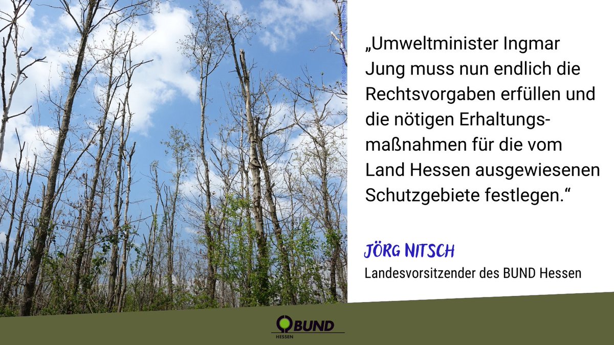 Nach dem Urteil des VGH Kassel geht der Konflikt um die Rettung der Ried-Wälder in die nächste Runde. Wir bedauern die Entscheidung des Gerichts zur Grundwasserentnahme, doch das Urteil entbindet die Hessen nicht von der Pflicht, die Wälder zu retten. bund-hessen.de/pm/news/urteil…