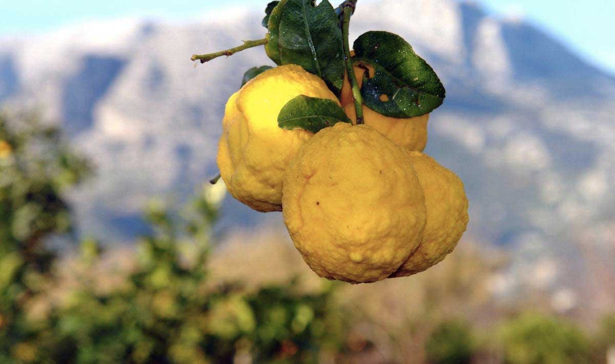 Stasera vi parliamo de sa Pompia, perché viene dalla #Sardegna uno dei più antichi #agrumi al mondo - lo avete mai provato? #tavola #sardolicius

itenovas.com/in-tavola/3886…