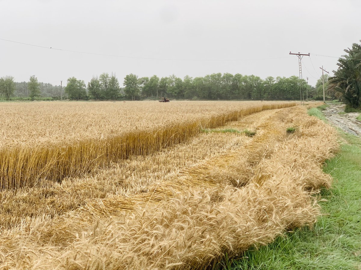 کيت ٿيا کاڻ، سچو سون ٻري ٿو🌾