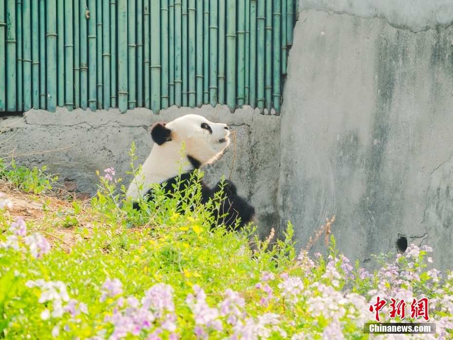 場景夢幻 北京動物園大熊貓“白天”漫步二月蘭花海 ❤️🐼