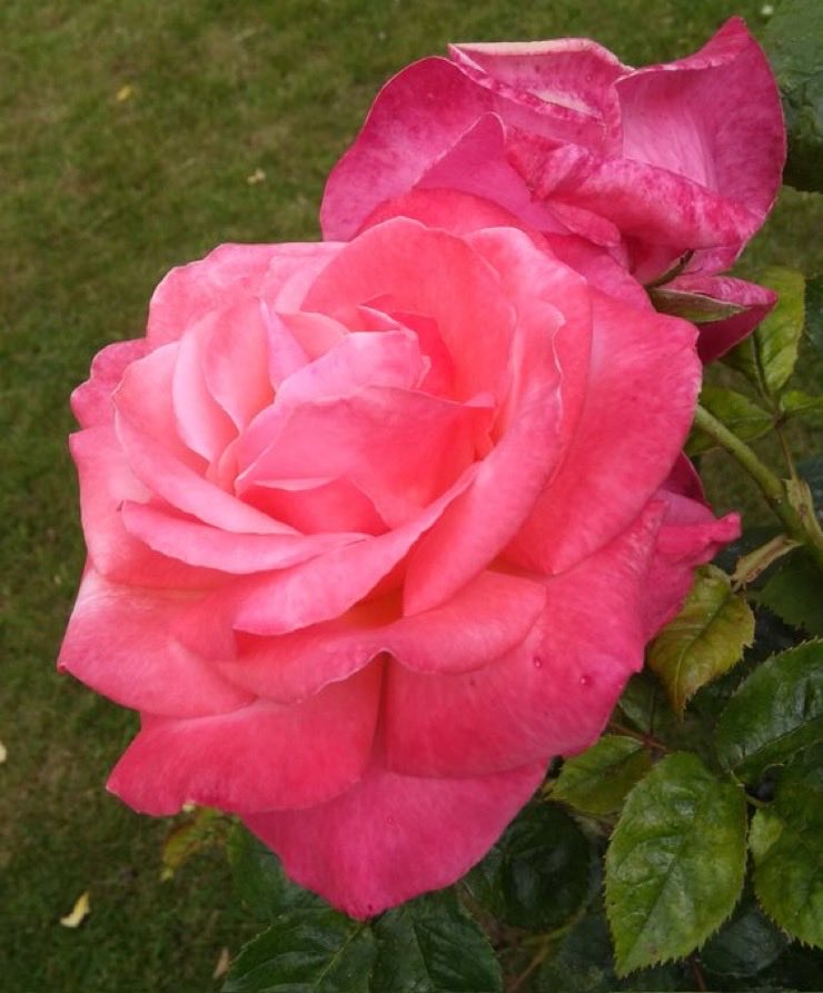 Pink roses from last summer. #RoseWednesday #GardeningTwitter
