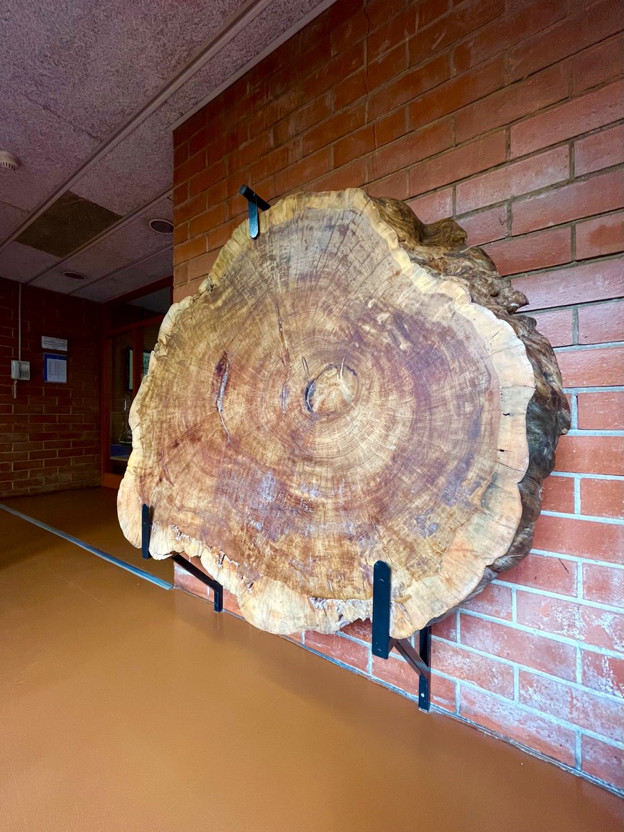 Secció d'un tronc de pinassa ('pinus nigra') de la serra de Cazorla (Jaén), instal·lada a la planta d'Ecologia de la Facultat de Biologia de la UB. L'arbre tenia 850 anys quan va morir desarrelat pel vent el 2007 (av. Diagonal 643 #laMaternitat)