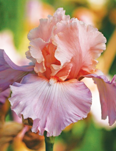 The iris borer is the most serious insect pest of irises. In the spring, caterpillars hatch and tunnel through leaves, reaching the rhizome by summer. Feeding tunnels allow the rhizome to become infected with bacterial rot, compounding the damage