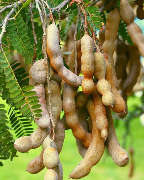 Captain_GreenKe's tweet photo. People grow tamarind for constipation, liver and gallbladder problems, and stomach disorders. It is also used to treat colds and fever. Women use tamarind to treat pregnancy-related nausea. It is given to children to treat intestinal worms.
#Growfruits
#HungerNoMore
#ActOnClimate https://t.co/vZy7VG8WXb