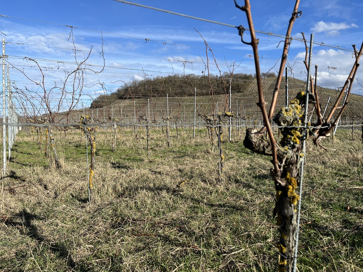 Romain Schué tweet media