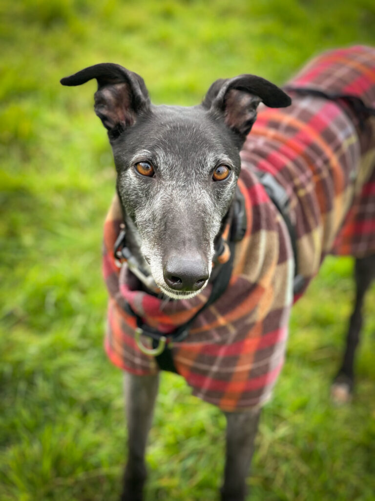 Rhea is a sweet & gentle 4-year-old who is very sociable and confident with people. She enjoys going for walks with the other hounds, but she values her own personal space. She's food motivated &loves her treats! She needs understanding & patient adopters foreverhoundstrust.org/dog/rhea/