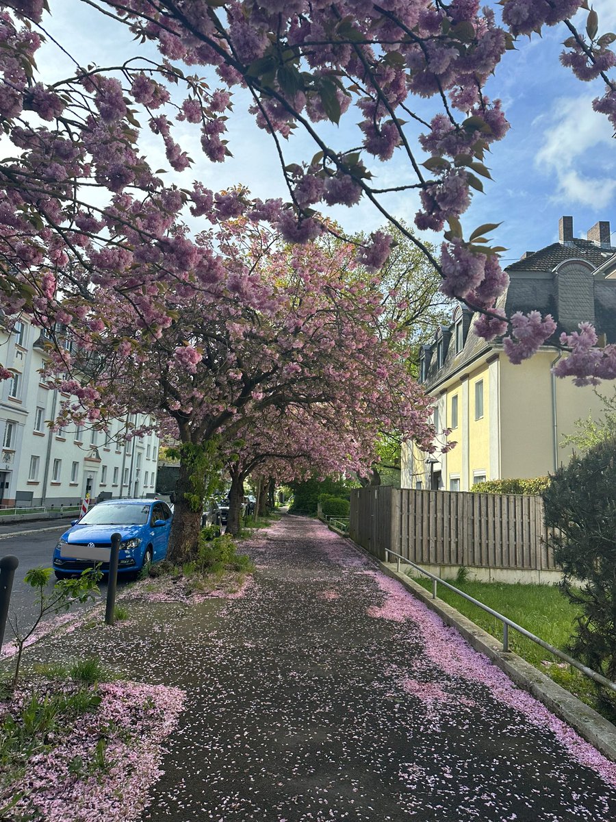 can’t believe that I live in this street! good morning to everyone 🌸