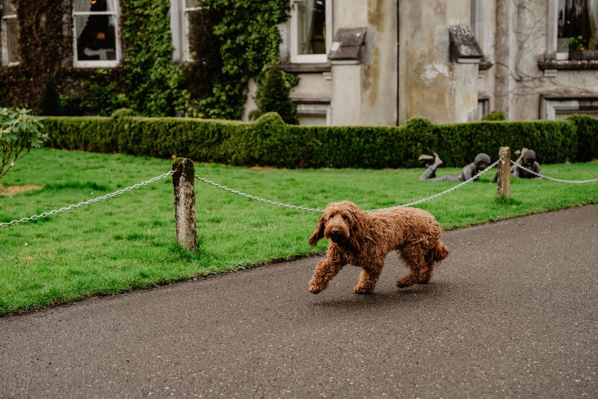 We hope you’re all enjoying your Bank Holiday weekend as much as Charlie 🐶 Join us over the coming weeks for dinner, afternoon tea or an overnight stay and meet Charlie for yourself 🙌 Enquire today at: ballyseedecastle.com #DiscoverBallyseede #Castle #Kerry #Ireland