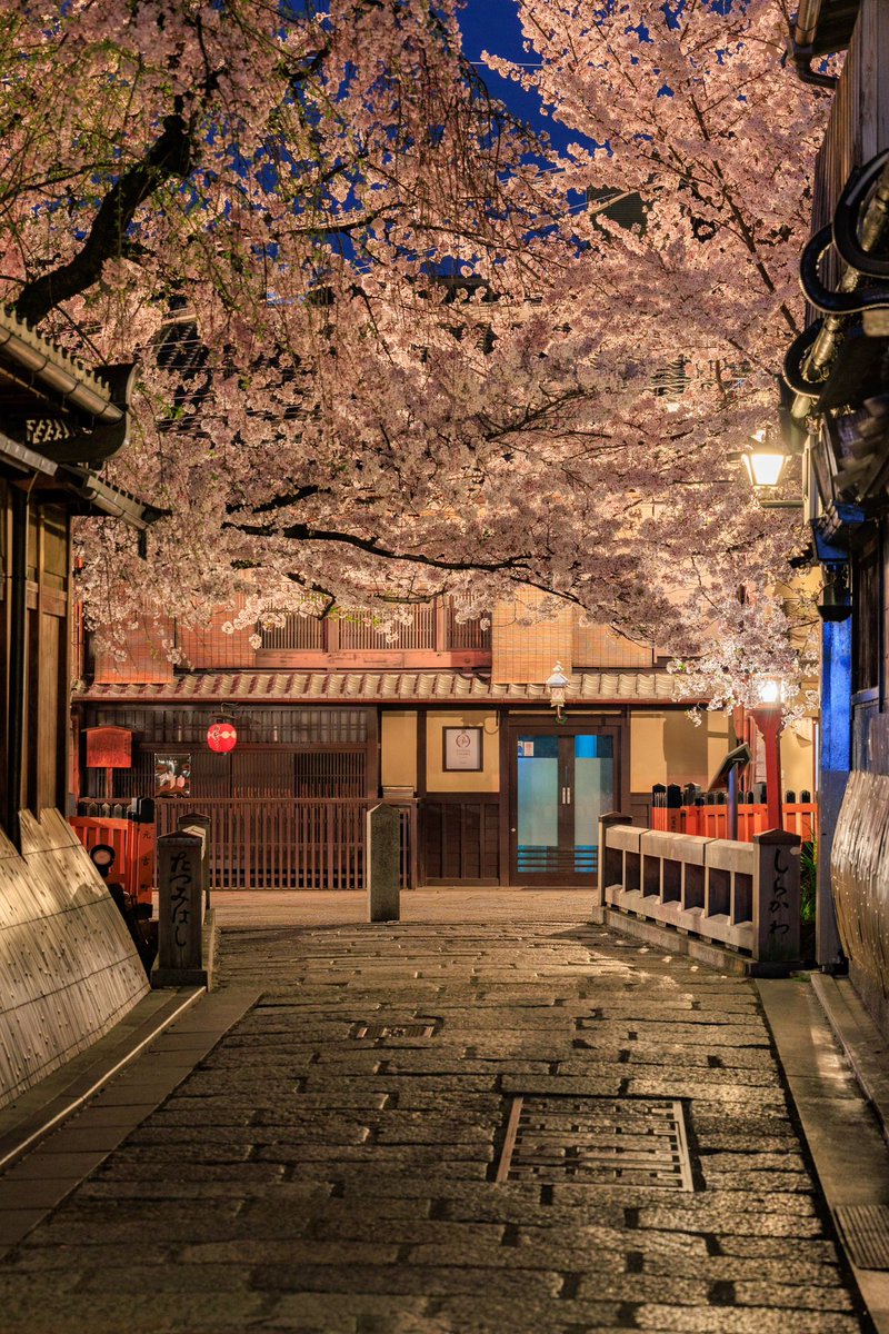 巽橋の夜桜　今年も綺麗でした🌸
4月8日撮影
#京都よきかな