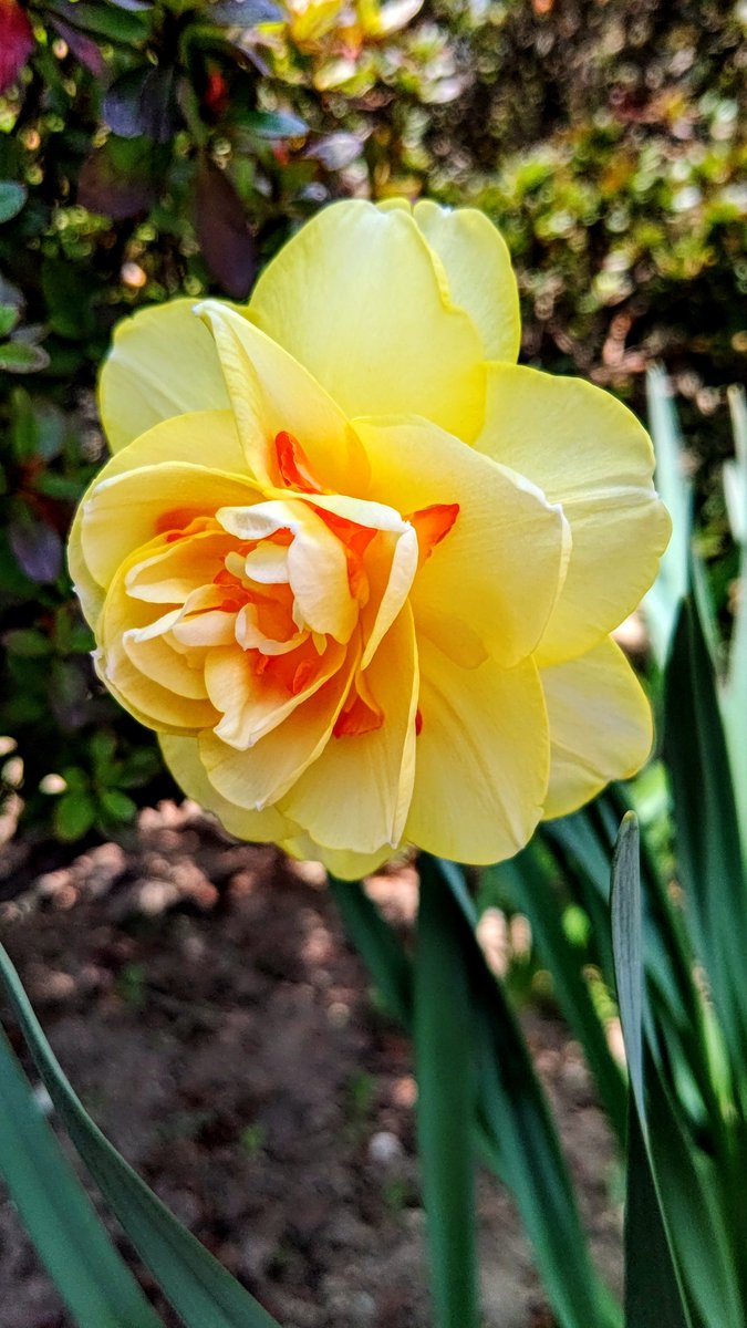 おはようございます。 八重咲きのスイセン 黄色と赤のコントラストが鮮やか😊 今日も笑顔で１日を😀